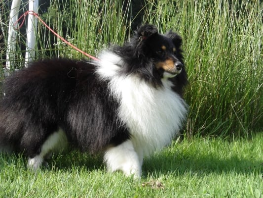 Publication : des Romarins de Mayerling