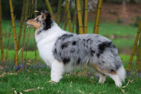 Publication : des Romarins de Mayerling Auteur : bohn