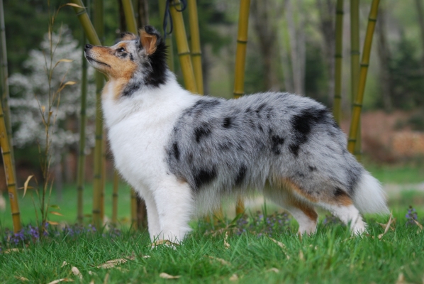 Publication : des Romarins de Mayerling Auteur : bohn