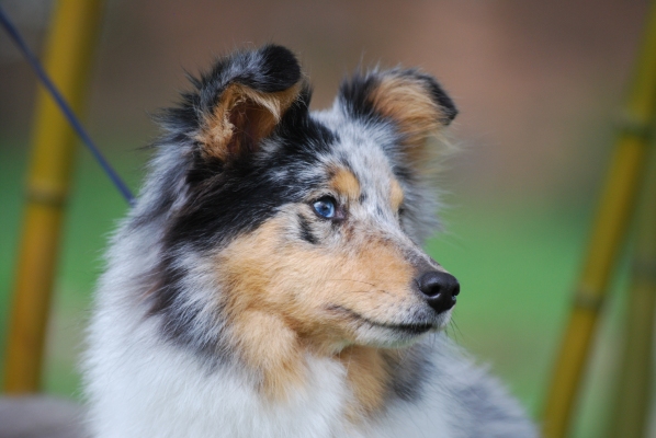 Publication : des Romarins de Mayerling Auteur : bohn