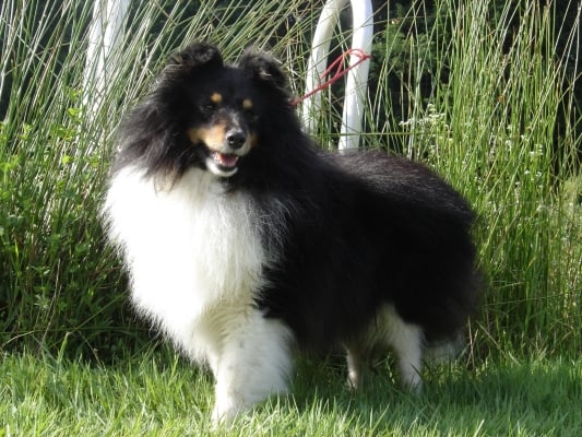 Publication : des Romarins de Mayerling