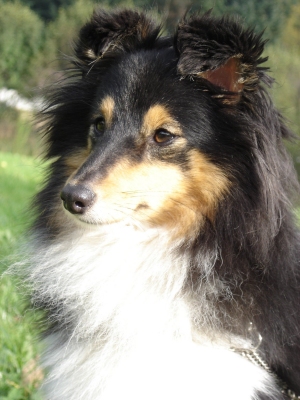 Publication : des Romarins de Mayerling