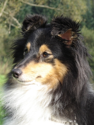 Publication : des Romarins de Mayerling