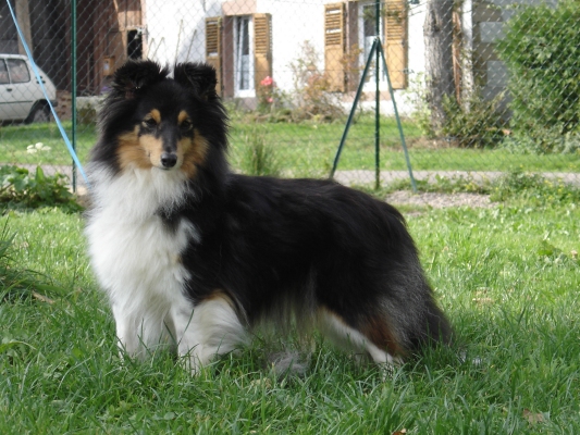 Publication : des Romarins de Mayerling