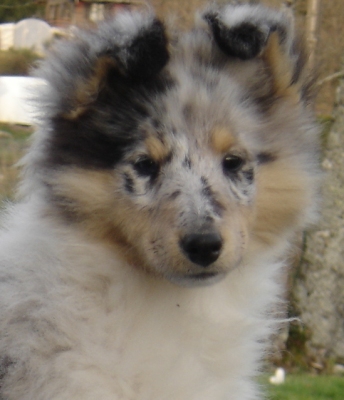 Publication : des Romarins de Mayerling Auteur : bohn