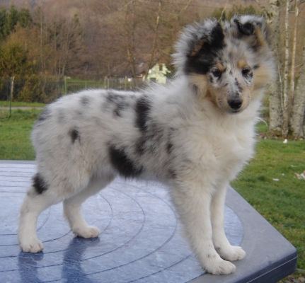 Publication : des Romarins de Mayerling Auteur : bohn