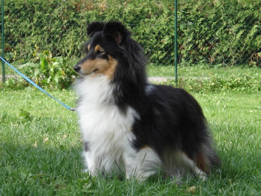 Publication : des Romarins de Mayerling