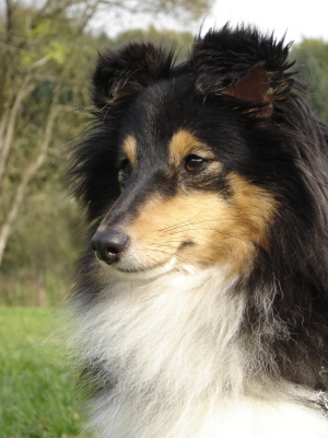 Publication : des Romarins de Mayerling