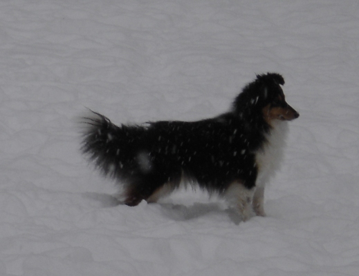 Publication : des Romarins de Mayerling