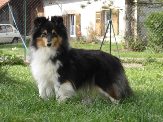 Publication : des Romarins de Mayerling