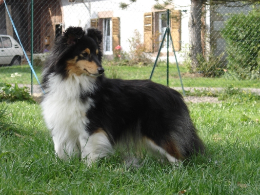 Publication : des Romarins de Mayerling