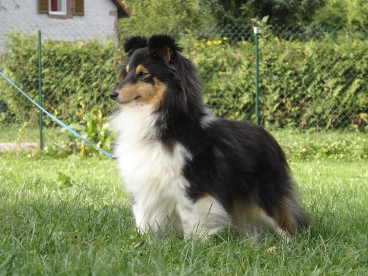 Publication : des Romarins de Mayerling