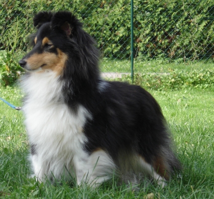 Publication : des Romarins de Mayerling