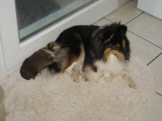 Publication : des Romarins de Mayerling