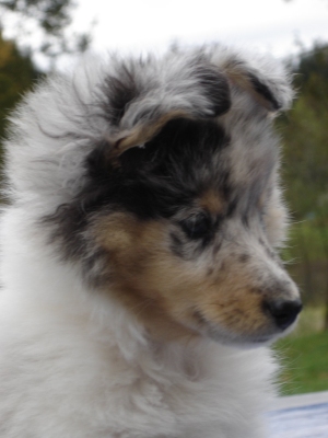 Publication : des Romarins de Mayerling Auteur : bohn