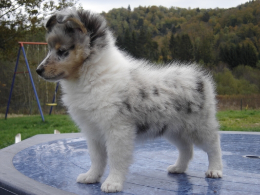 Publication : des Romarins de Mayerling Auteur : bohn