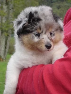 Publication : des Romarins de Mayerling Auteur : bohn