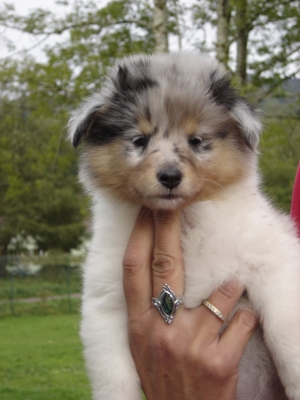 Publication : des Romarins de Mayerling Auteur : bohn