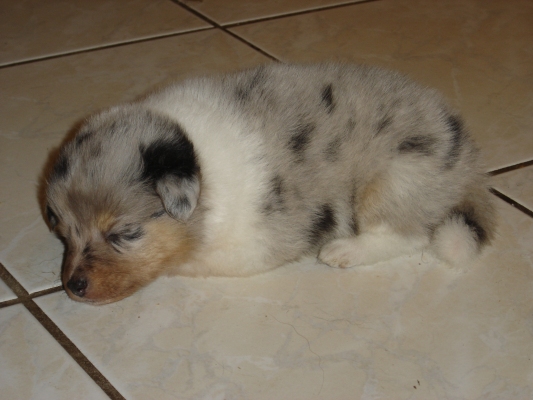 Publication : des Romarins de Mayerling Auteur : bohn