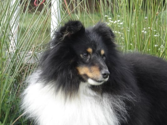 Publication : des Romarins de Mayerling