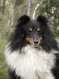 Publication : des Romarins de Mayerling