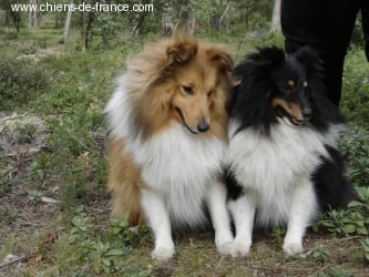 Publication : des Romarins de Mayerling