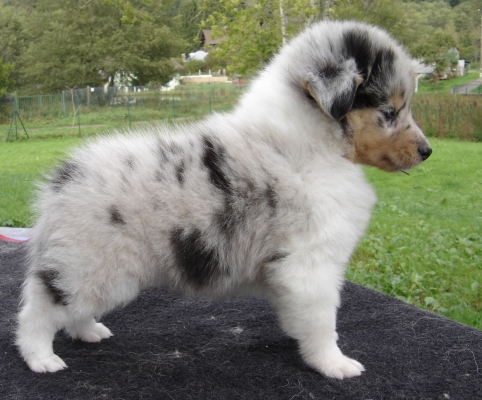 Publication : des Romarins de Mayerling Auteur : bohn