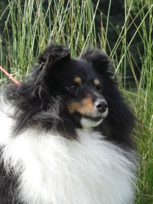 Publication : des Romarins de Mayerling