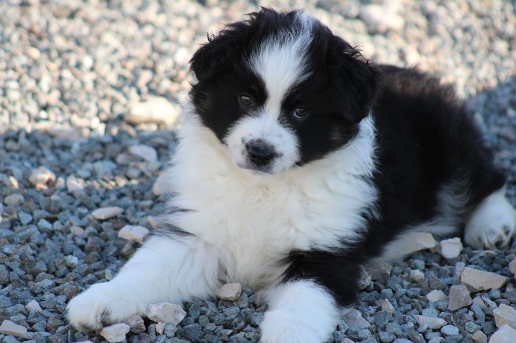 Berger Américain Miniature  - des Romarins de Mayerling