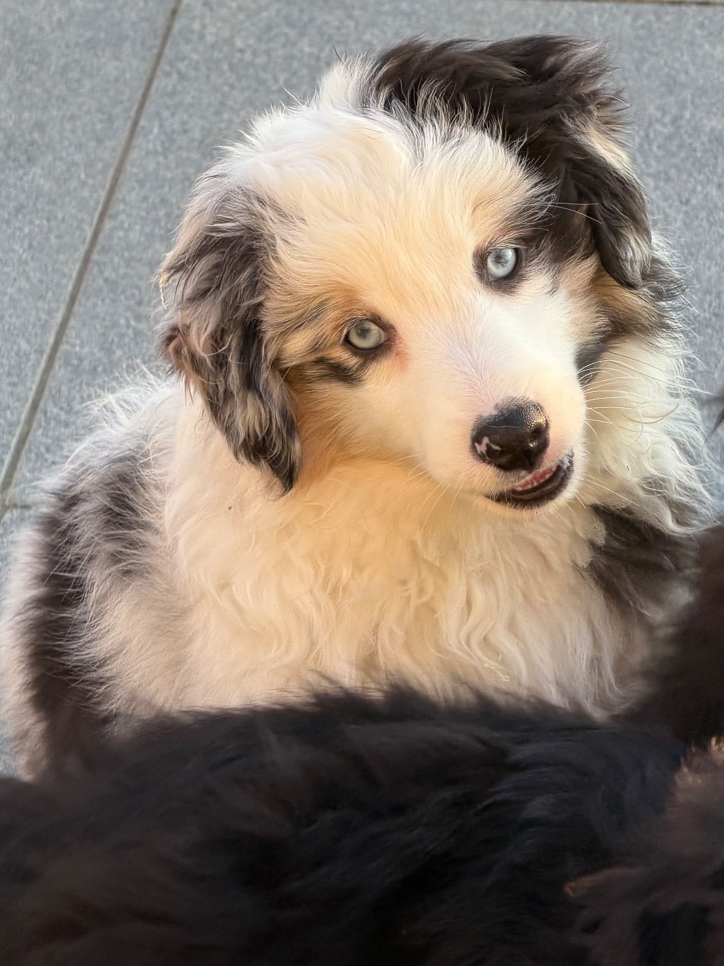 Berger Américain Miniature  - des Romarins de Mayerling