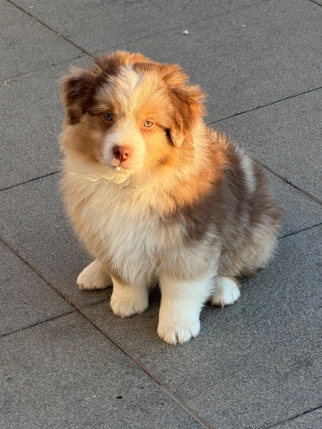 Berger Américain Miniature  - des Romarins de Mayerling