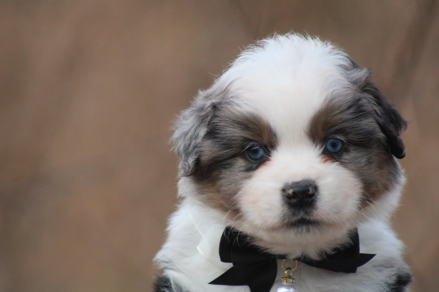 Chiot Berger Américain Miniature