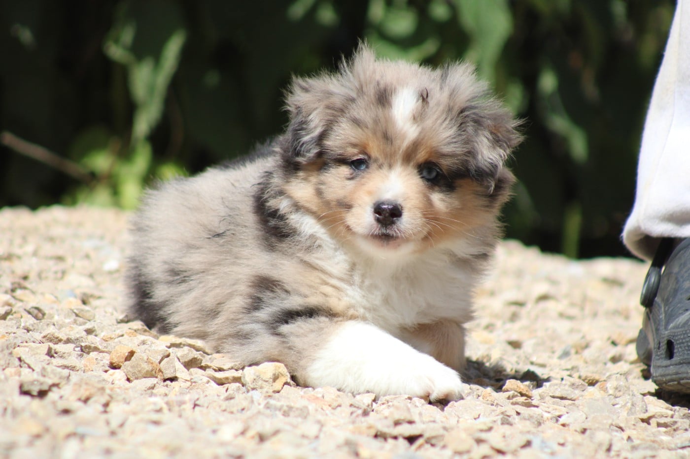 CHIOT 2