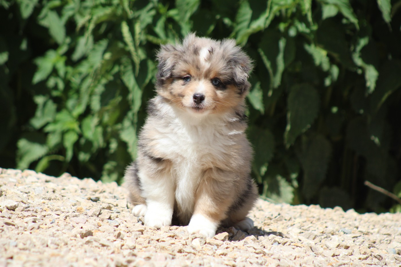 CHIOT 2