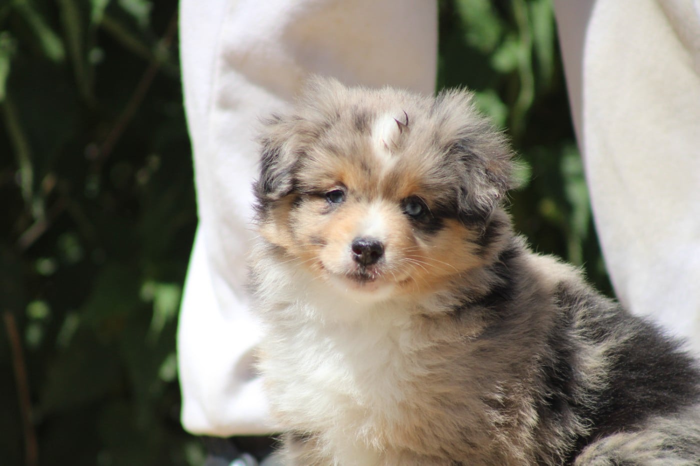 CHIOT 2