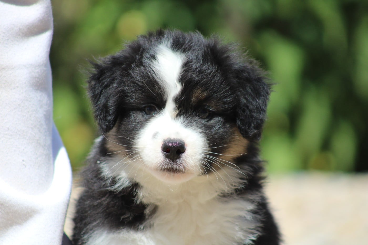 CHIOT 5
