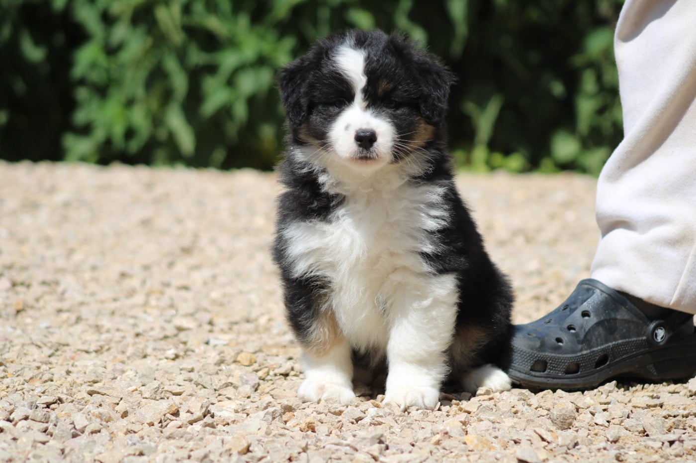 CHIOT 5