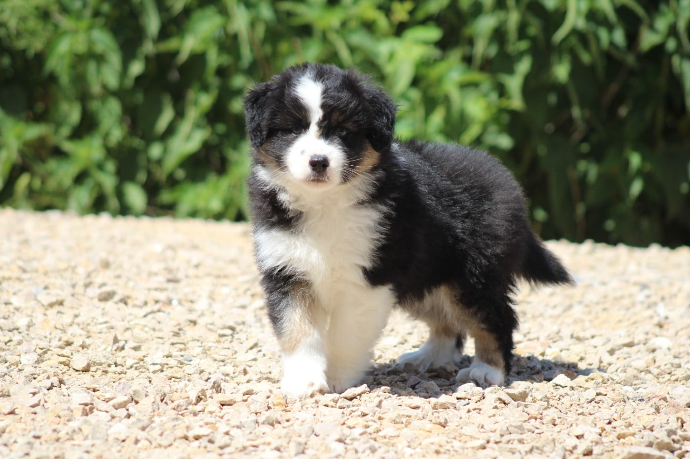 CHIOT 5