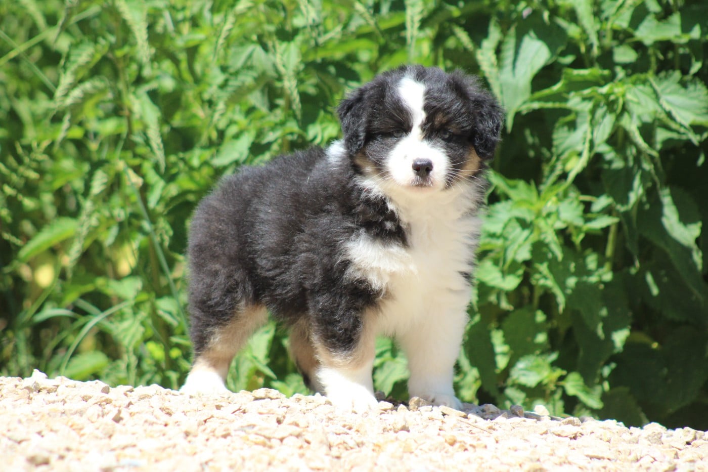 CHIOT 5
