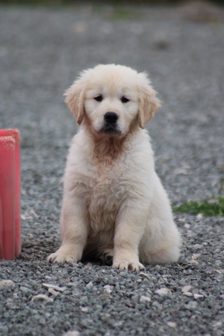 Chiot N°1