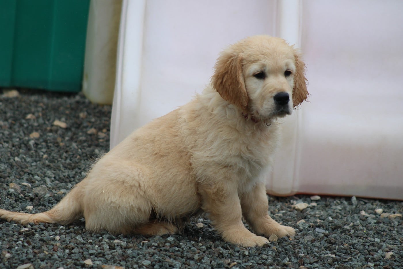 Chiot N°2