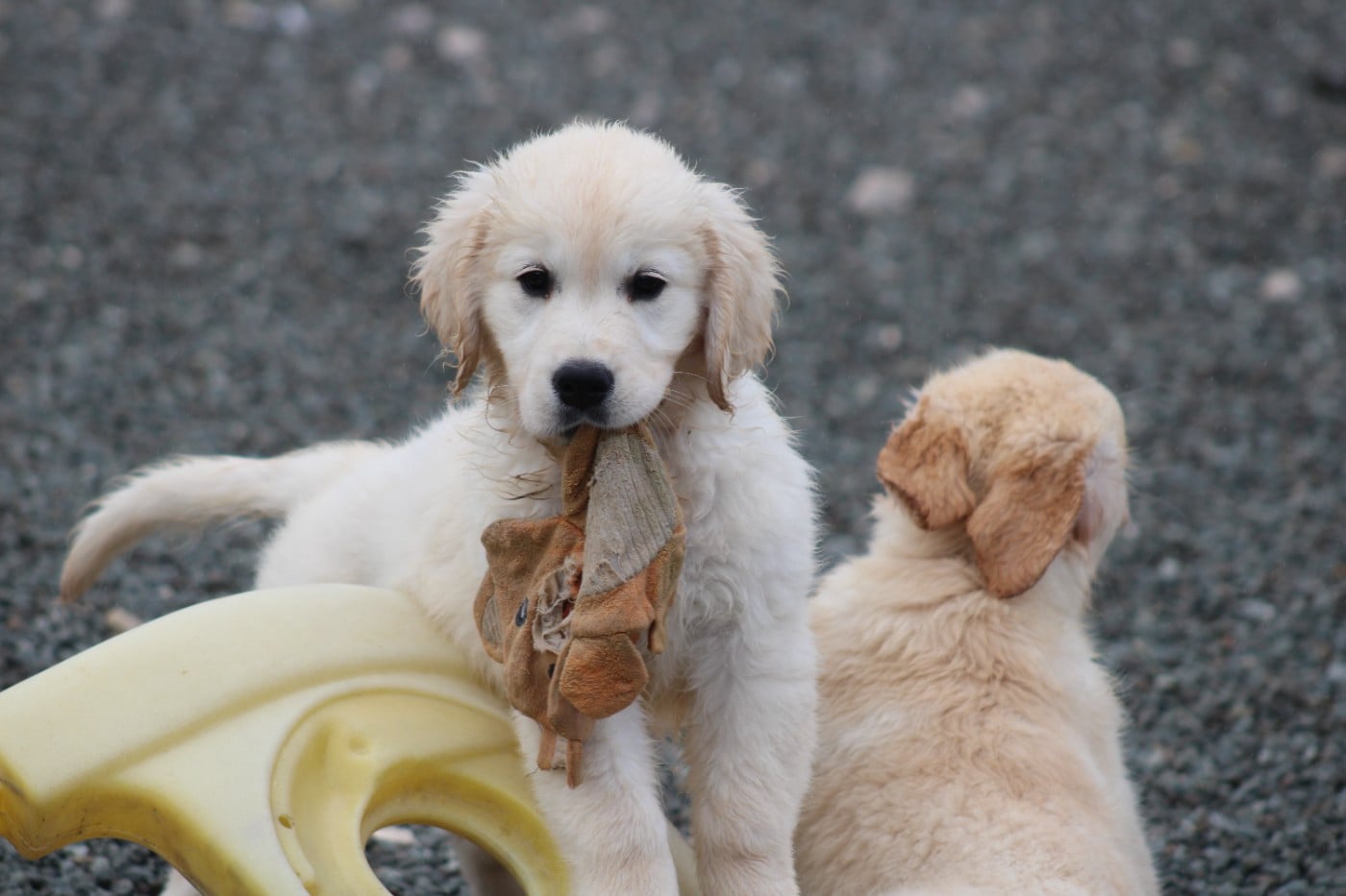 Chiot N°6