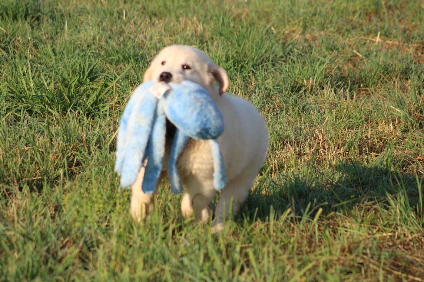 Chiot N°8