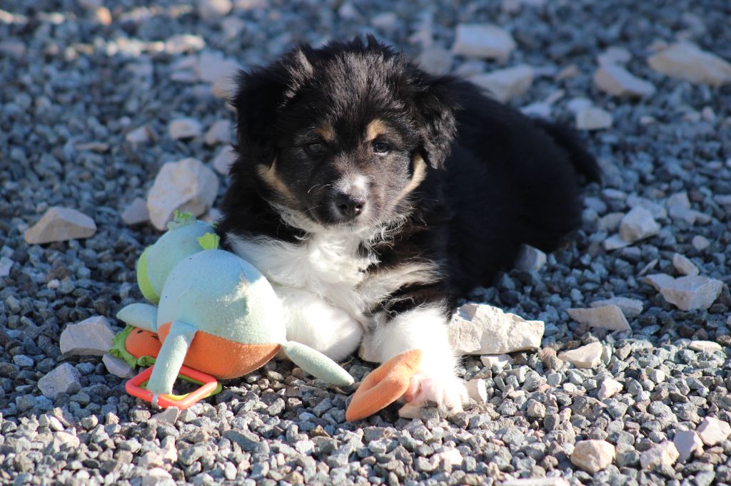 Berger Américain Miniature  - des Romarins de Mayerling