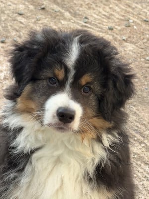 Les chiots de Berger Américain Miniature 