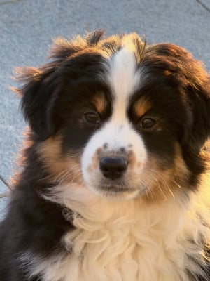 Les chiots de Berger Américain Miniature 