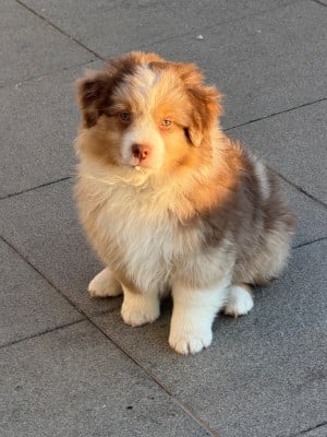 Les chiots de Berger Américain Miniature 