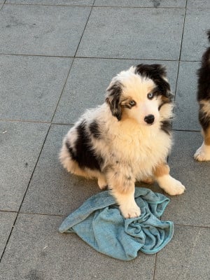 Les chiots de Berger Américain Miniature 