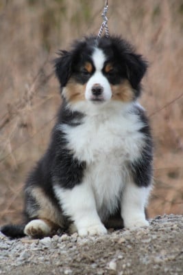 Les chiots de Berger Américain Miniature 