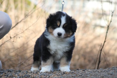 Les chiots de Berger Américain Miniature 